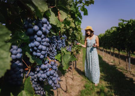 Winobranie